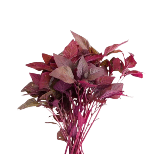 Red Amaranthus \ माठची भाजी